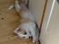 Border collie NOYTCB Split Second (Muffin)