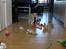 Border collie NOYTCB Split Second (Muffin)