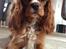 Cavalier king charles spaniel Silje