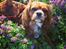 Cavalier king charles spaniel Silje