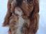 Cavalier king charles spaniel Silje - Silje i sneen, 2012.