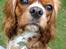 Cavalier king charles spaniel Silje