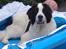 Landseer Borgmosegaards Frej, Poseidon - Bruger da bare badebassinet som hundekurv