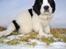 Landseer Borgmosegaards Frej, Poseidon