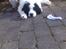 Landseer Borgmosegaards Frej, Poseidon