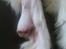 Landseer Borgmosegaards Frej, Poseidon