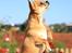 Chihuahua Chihuanas Flush of Hearts - Momo