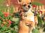 Chihuahua Chihuanas Flush of Hearts - Momo - <3 september 2013 - billedet er taget af Nanna Gilder