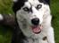 Siberian husky Einstein