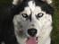 Siberian husky Einstein