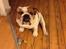 Engelsk bulldog malcom's Maroon Meringue - Arthur