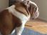 Engelsk bulldog malcom's Maroon Meringue - Arthur