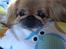 Pekingeser Freja <3 - Dukkehund sep 2013