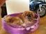 Pekingeser Freja <3 - Hygger sep 2013