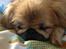 Pekingeser Freja <3 - Vores lille smuksak <3