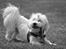 Malteser Fie R.I.P 26. Januar 2015