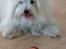 Coton de tulear Charlie - Lille pus<3