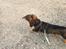 Gravhund Tonner