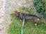 Gravhund Tonner