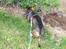 Gravhund Tonner