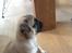 Mops Seloy Solist - Alfred    (Deler ham)