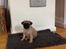 Mops Seloy Solist - Alfred    (Deler ham)