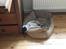 Mops Seloy Solist - Alfred    (Deler ham)