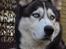 Siberian husky Tayson - september 2013