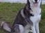 Siberian husky Tayson - september 2013