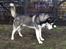 Siberian husky Tayson - september 2013
