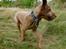 Ruhåret vizsla Ingle