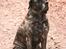 Mastiff Hugedogges Philipa