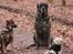 Mastiff Hugedogges Philipa