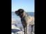 Mastiff Hugedogges Philipa