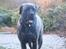 Mastiff Hugedogges Philipa