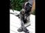 Mastiff Hugedogges Philipa