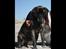 Mastiff Hugedogges Philipa