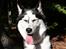 Siberian husky Einstein