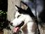 Siberian husky Einstein