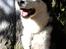 Siberian husky Einstein