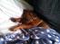 Blanding af racer ( bob ) marley - mors lille dellehund :) nuurh