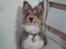 Shetland sheepdog Malik - Har jeg ikke bare fine stritører?