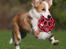Border collie NOYTCB Split Second (Muffin)