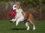 Border collie NOYTCB Split Second (Muffin)