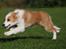 Border collie NOYTCB Split Second (Muffin)
