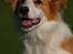 Border collie NOYTCB Split Second (Muffin)