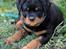 Rottweiler Tiger