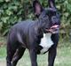 Fransk bulldog Evitta von marahazi-mirage (Lilly)