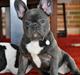 Fransk bulldog Blue Buffy