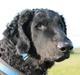 Curly coated retriever Balto (RIP)